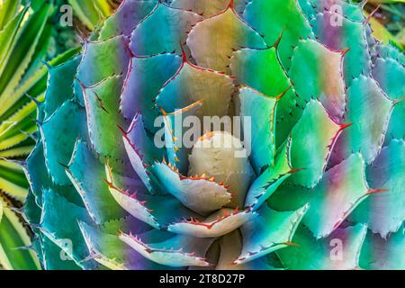 Scharfe Spitzen Agavenblättern Pflanze Stockfoto