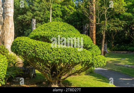 Großer Bonsai-Banyan-Baum im Park Stockfoto