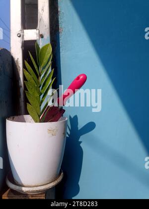 Dollar Leaf Plant oder wissenschaftlicher Name Zamioculcas zamiifolia in einem weißen Topf, der Sonnenlicht ausgesetzt ist Stockfoto