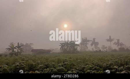 Blick auf eine Maniok-Plantage am Morgen, die noch im Nebel gehüllt ist Stockfoto