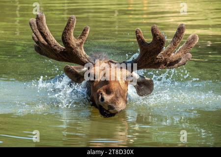 Majestätische Porträtelche schwimmen im See mit großen Hörnern im Sommerwald. Tierwelt aus der Natur Stockfoto