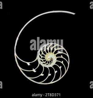 Perlenstruktur Nautilus Symmetrie Querschnitt innerhalb des Musters Natur Hintergrund Textur auf schwarzem Hintergrund Stockfoto