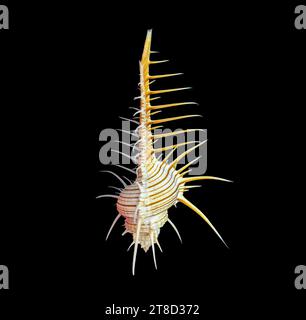 Kamm-Murex-Schale auf schwarzem Hintergrund Stockfoto