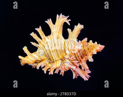 Ramose murex verzweigte Schale auf schwarzem Hintergrund Stockfoto