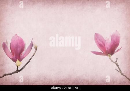 magnolien blühen auf alten Papieren im Vintage-Hintergrund Stockfoto