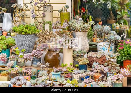 Miniatur-Sukkulenten-Pflanzen in Pflanzgefäßen. Stockfoto