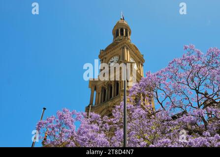 Sydney, New South Wales, Australien - 10. November 2022: Ein blühender Jacarandabaum umrahmt den Uhrenturm der Sydney Town Hall an einem sonnigen Frühlingstag Stockfoto