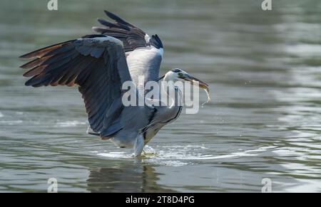 Graureiher, Wildtiere im natürlichen Lebensraum Stockfoto