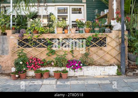 Blumentöpfe schmücken an der weißen Wand und farbenfrohe Blumen im Frühlingsgarten Stockfoto