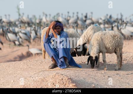 Ein Viehhirte mit seinen Schafen mit Demiselle-Kranichen im Hintergrund Stockfoto