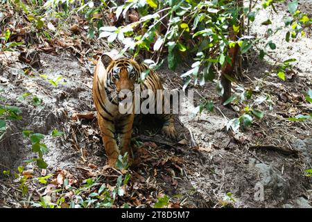 Tiger in Bandhavgarh Nationalpark, Indien Stockfoto