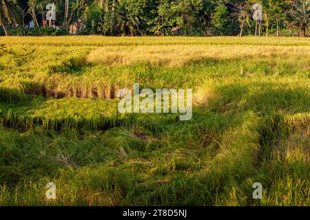 Reisfeld in Khulna, Bangladesch. Stockfoto