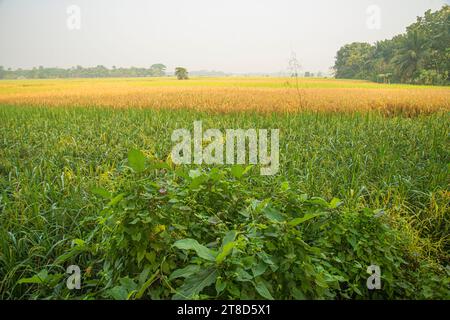 Reisfeld in Khulna, Bangladesch. Stockfoto