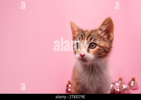 Nahaufnahme Porträt eines kleinen niedlichen Trikolore-Kätzchens auf hellrosa isoliertem Hintergrund mit Weihnachtskugeln. Haustiere aus dem Tierheim adoptieren. Urlaub mit ani Stockfoto