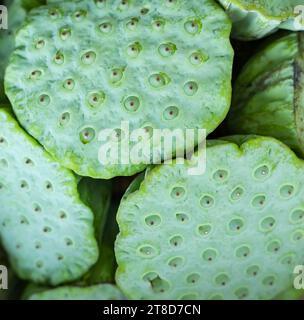 Ein Haufen Lotus zum Verkauf auf dem Straßenmarkt Stockfoto