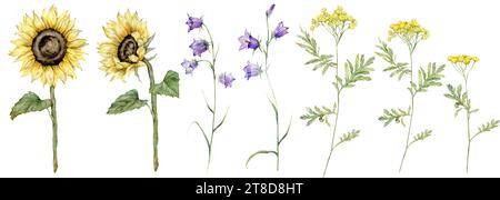 Aquarellfarben, tansy und Sonnenblumen. Satz gelber Feldblumen. Clipart blaue Feldblumen. Handgezeichnete Illustration isoliert auf weißem Hintergrund Stockfoto