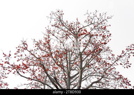 Zweig des blühenden Bombax ceiba Baumes oder der roten Seidenbaumwollblume isoliert auf weiß Stockfoto