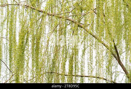 Weeping Willow Tree in den öffentlichen Park Stockfoto