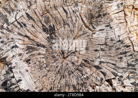 Hintergrund der alten Baumstumpf-Textur. Draufsicht Stockfoto