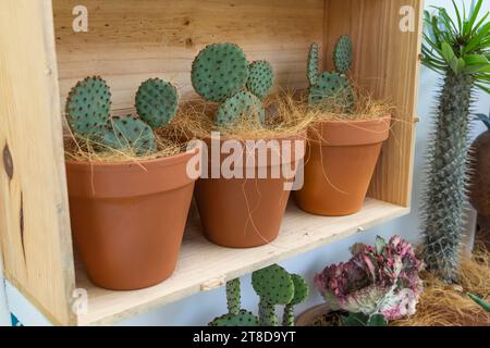 Kakteen in Holztöpfen auf dem Garten Stockfoto