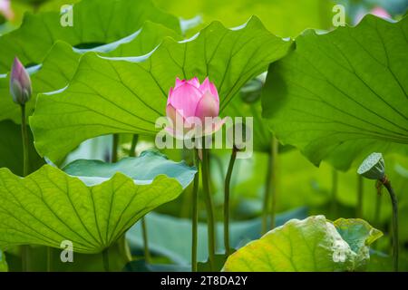 lotusblüten im Gartenteich Stockfoto