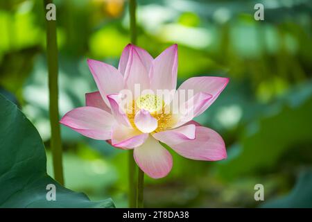 lotusblüten im Gartenteich Stockfoto