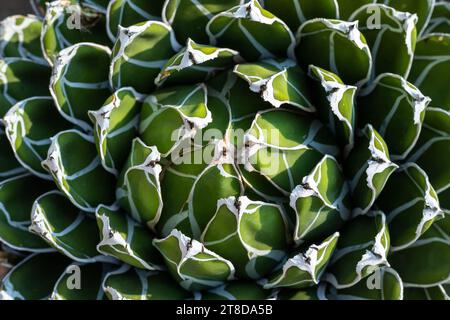 Agave victoria Reginae mit weißen Streifen auf skulpturierten geometrischen Blättern von oben. Stockfoto