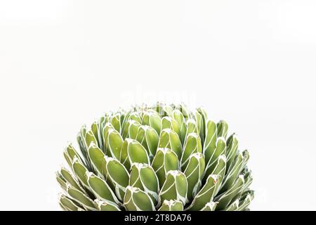 Lebendige königliche Agavenpflanze aus Nahaufnahme mit Kopierraum Stockfoto