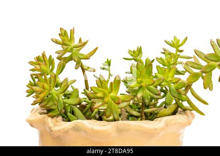 Sedum coppertone Steinpfanne in einer Topfnaht Stockfoto