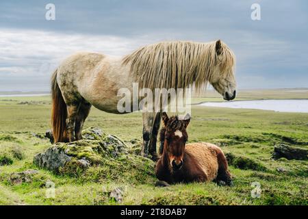 Zwei Islandpferde, die sich an einem Sommertag in Südisland auf dem Feld entspannen Stockfoto