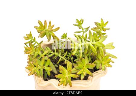 Nahaufnahme von gelbem Sedum adolphii in einem Blumentopf isoliert auf weißem Hintergrund Stockfoto