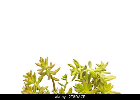 Sedum adilphii Kupferstein mit Leerzeichen für Text Stockfoto