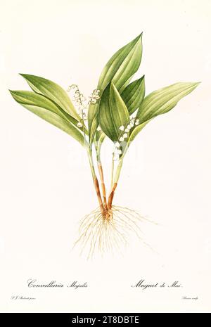 Alte Illustration der Lilie vom Tal (Convallaria majalis). Les Liliacées, von P. J. Redouté. Impr. Didot Jeune, Paris, 1805 - 1816 Stockfoto