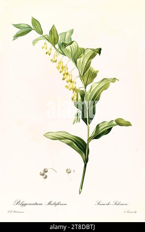 Alte Illustration der Salomonschen Dichtung (Polygonatum multiflorum). Les Liliacées, von P. J. Redouté. Impr. Didot Jeune, Paris, 1805 - 1816 Stockfoto