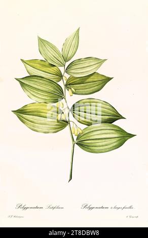 Alte Illustration der Salomonschen Dichtung (Polygonatum hirtum). Les Liliacées, von P. J. Redouté. Impr. Didot Jeune, Paris, 1805 - 1816 Stockfoto