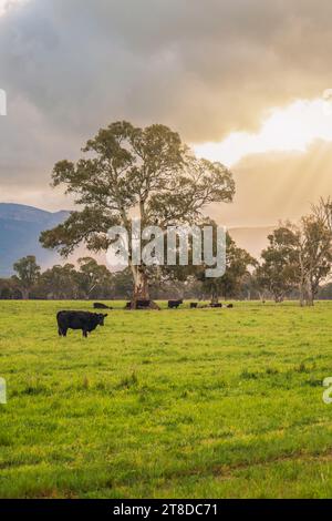Kühe weiden auf einer Milchfarm im ländlichen Victoria bei Sonnenuntergang, Australien Stockfoto