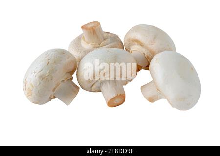 Weiße Champignons Pilze isoliert auf weiß. Agaricus bisporus. Stockfoto