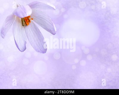 Violette Krokusblüte mit leuchtenden orangefarbenen Staubblättern in der Ecke des verschwommenen funkelnden Hintergrunds. Grußkarte mit Kopierraum. Stockfoto