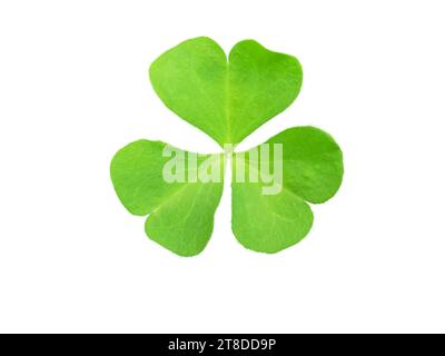 Shamrock grünes Blatt Symbol von Irland und St. Patrick Day isoliert auf weiß. Oxalis acetosella oder Sauerampfer Pflanze. Stockfoto