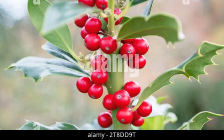 Der vertikale Zweig der weihnachtsbaumhälfte mit roten Beeren auf dem unscharfen Hintergrund. Ilex aquifolium oder acebo Pflanze. Stockfoto