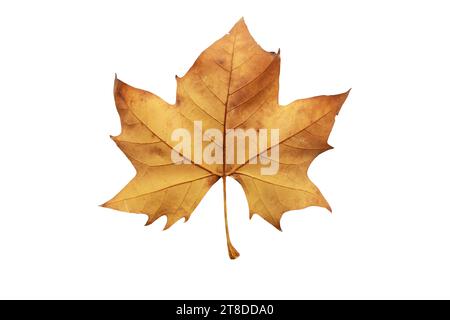 Platane Herbst trockenes braunes Blatt unten isoliert auf weißem Hintergrund. Platanus orientalis oder Alte Welt Platanus Platanus Herbstlaub. Stockfoto