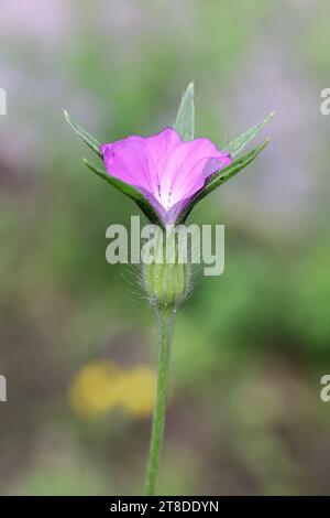 Corn Cockle, Agrostemma githago, auch bekannt als Common Corn-Cockle, wilde giftige Pflanze aus Finnland Stockfoto