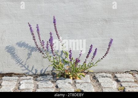 Hybrid Salbei, Salvia x sylvestris, auch bekannt als mehrjährige Salbe, mehrjährige Salbei oder Holzsalbei, blühende Pflanze aus Finnland Stockfoto