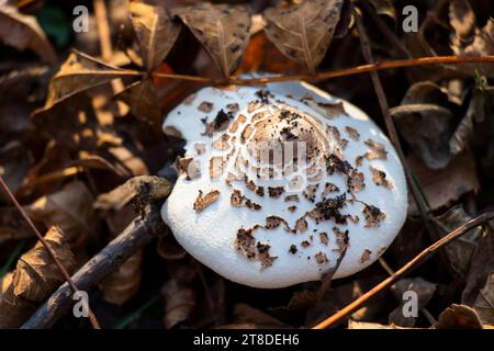Grünspur Parasol, Chlorophyllum molybdites Pilz im Wald Stockfoto