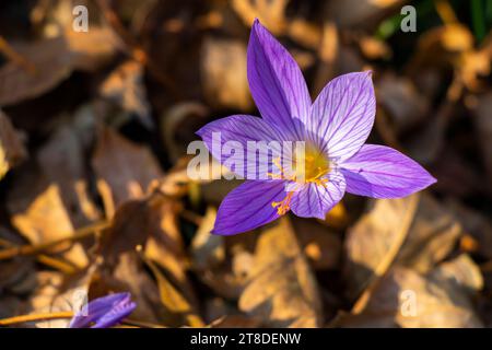Biebersteins Krokus, blaue Blume im Wald Stockfoto
