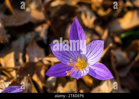 Biebersteins Krokus, blaue Blume im Wald Stockfoto