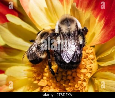 Zwei Bombus impatiens Hummeln, eine große überwinterende Queen Gyne Weibchen (rechts) und eine kleinere männliche (links) Common Eastern Humble Bies auf A Stockfoto