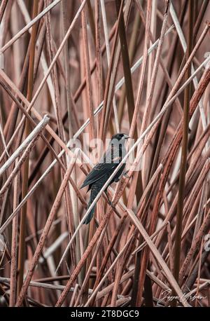 Ein kleiner Vogel, der auf einer Gruppe brauner Schilfe in einer grasbewachsenen Waldlandschaft thront Stockfoto