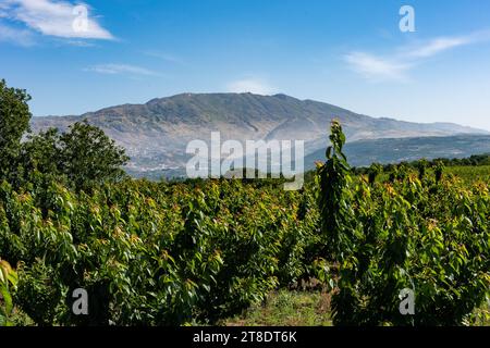 Blick auf den Mount Mt. Hermon im Norden Israels umgeben von grünen Kirschbäumen in einem Obstgarten auf den Golanhöhen. Stockfoto