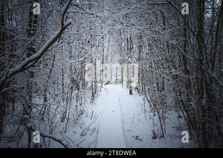 Wunderschöne Schneelandschaft im Wald Stockfoto